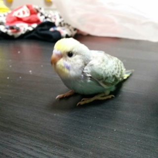 セキセイインコのヒナの里親様を緊急募集します❗