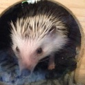 ハリネズミの里親募集