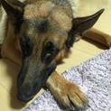 純情で賢い★ジャーマンシェパード