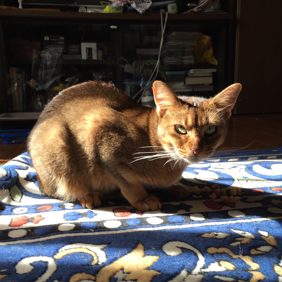 杏のカバー写真