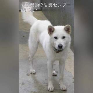 県内の里親さんが、決定しました!!