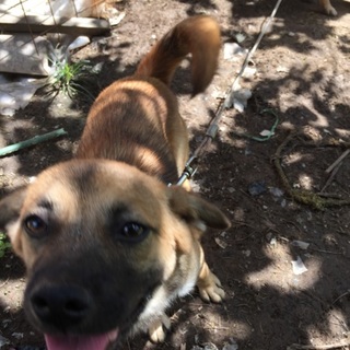 里親さん募集中！