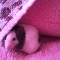 チーちゃん♀ パンダマウス