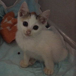 好奇心旺盛！トビミケ♀ちゃん