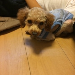 「里親になって一週間！」サムネイル3