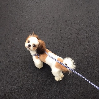 仔犬☆生後7ヵ月のシーズー♂