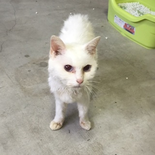 捨て猫ちゃんの里親募集！