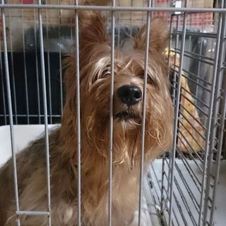 可愛がってくださる方　探しています。