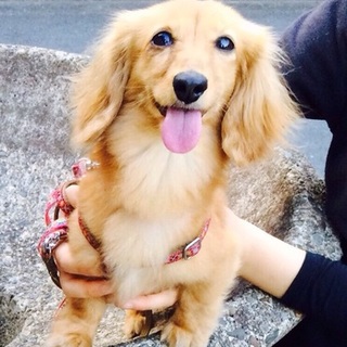 小春（カニヘン・ダックス）