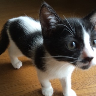 まだ２か月位の白黒模様に♡のある可愛い女の子