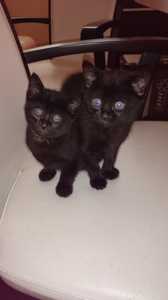 クロネコちゃん４匹います。 サムネイル2