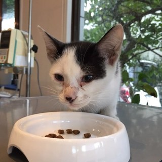 ご飯を食べる時に声が出ちゃうシチサン柄です