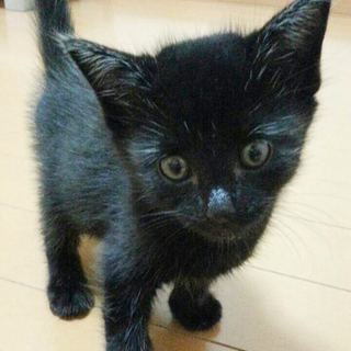 黒猫の飼い主さま募集