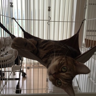 可愛がっていただける方を募集しています