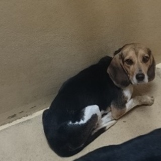 この子を助けて下さい！