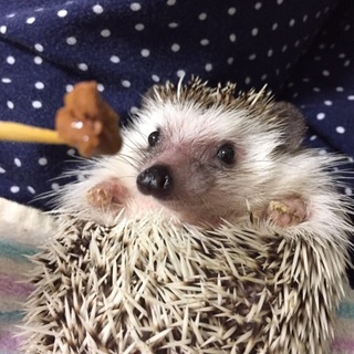 男の子のはりねずみちゃん