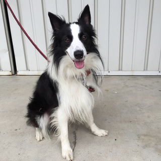 ボーダーコリー　2歳　オス　エドワード