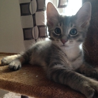 元気いっぱいのごろうくん