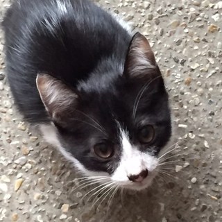 人懐っこいハチワレ柄です