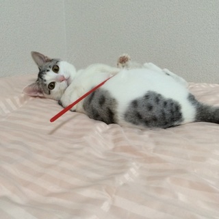 大切に飼ってくれる方募集