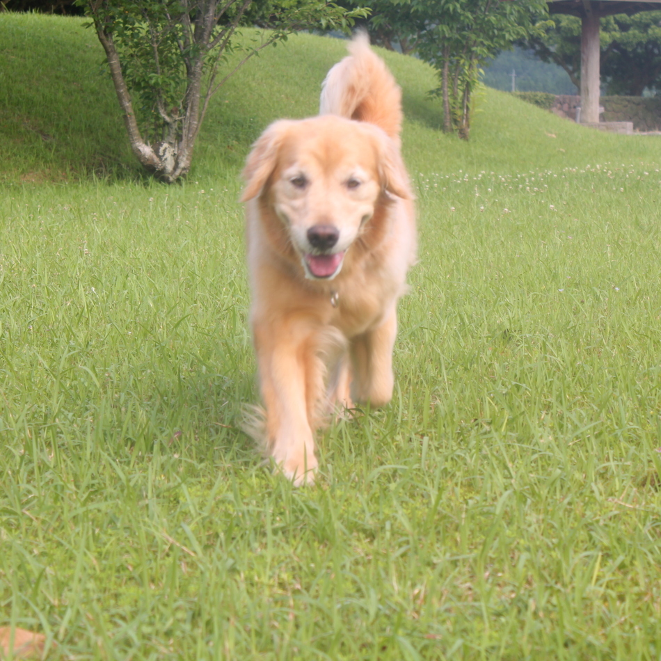中野美幸のカバー写真