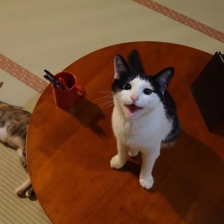 ハチワレ美猫の姫ちゃんは人間大好き