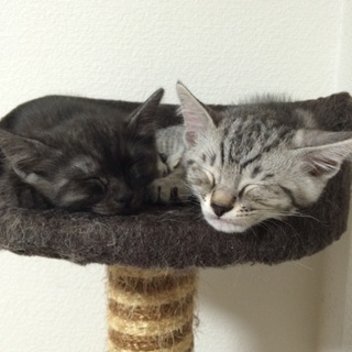 ふかふかの兄弟です。