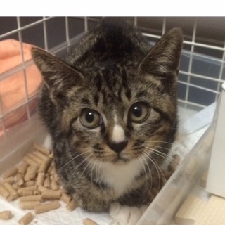 生後３か月半　白たびきじ白♀