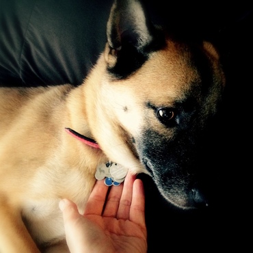 EdのPET-IDタグ、届きましたよ！