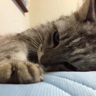 道で弱っていた猫を保護しました