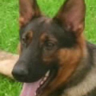 ジャーマン　シェパードの男の子です