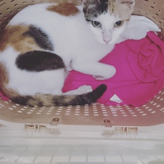 美人な三毛猫(メス)の里親さん募集!