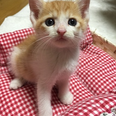 保護した日のココちゃん