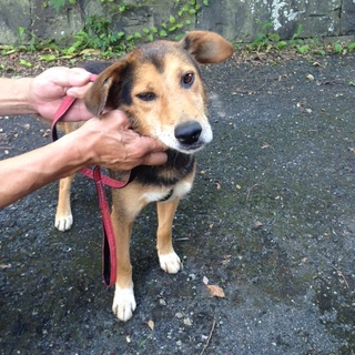 飼い主さんに返還になりました！！