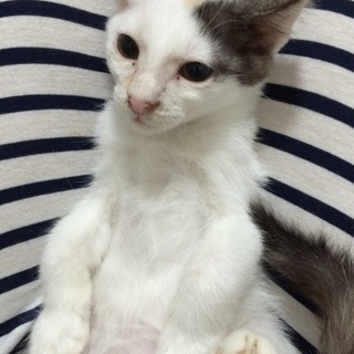 ２匹里親決定！ラスト１匹メス猫ちゃん(^O^)