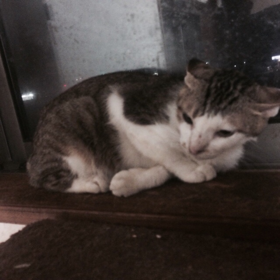 ワンポのカバー写真