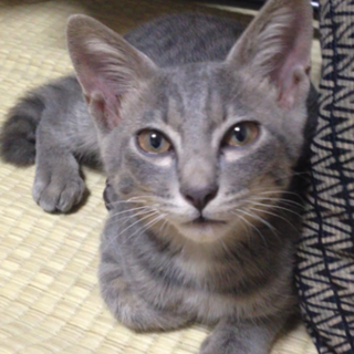 ２ヵ月の甘えん坊な男の子