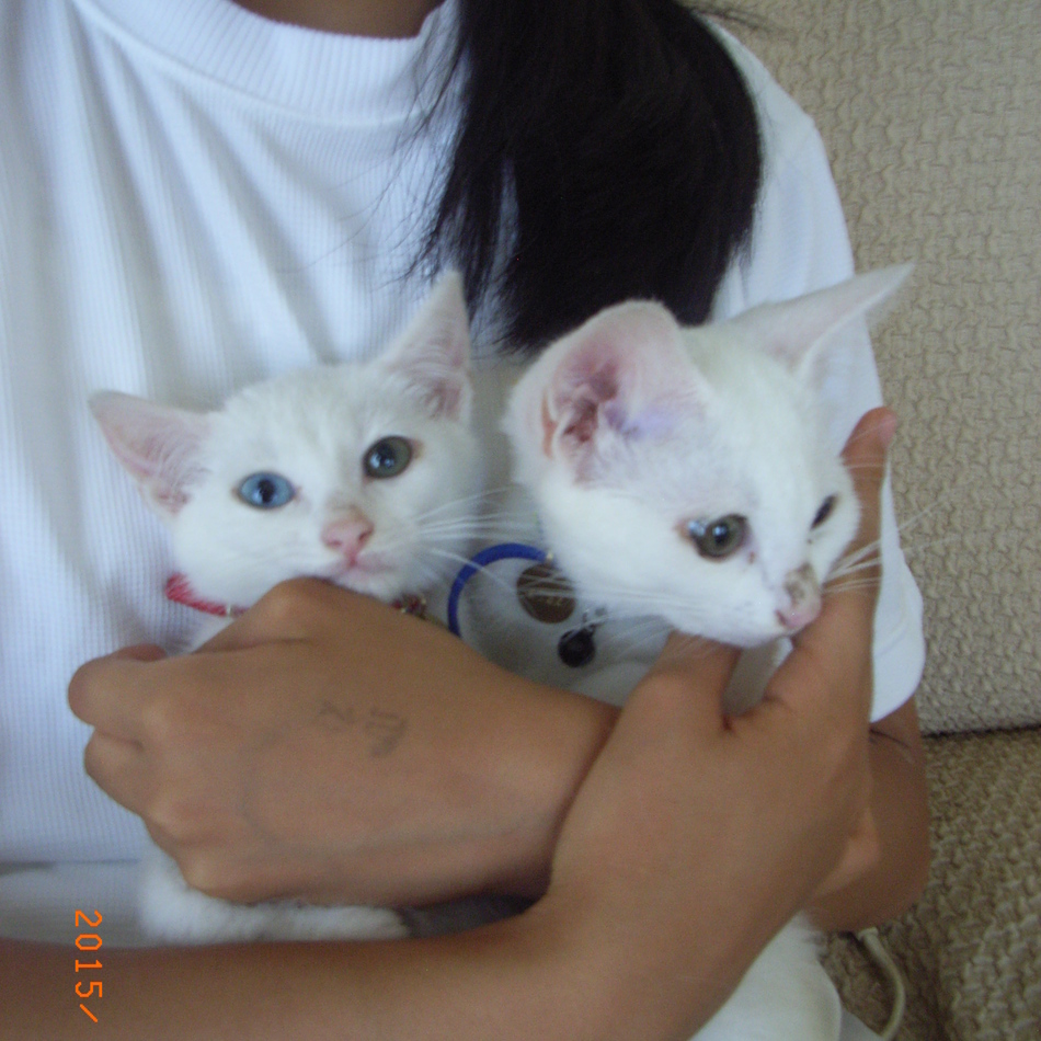 すずのカバー写真