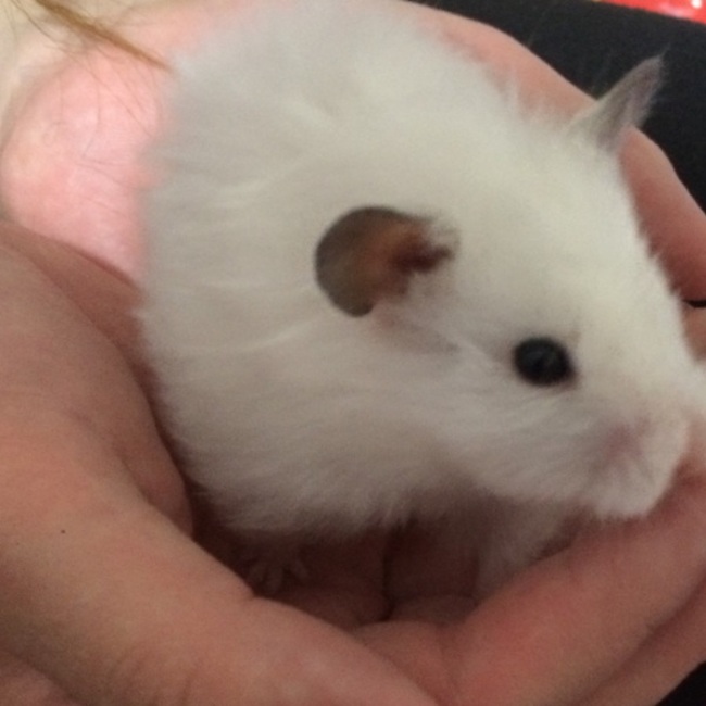 りんたろう☆のカバー写真