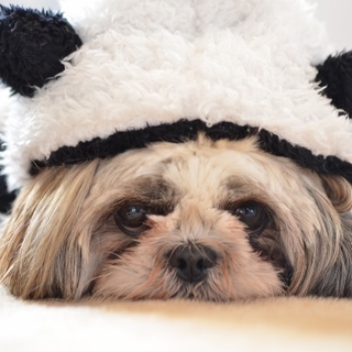 新しい家族が見つかりました☆