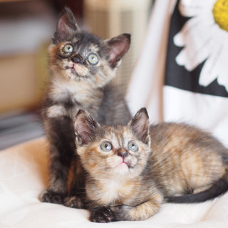 サビ猫姉妹の飼い主さま募集