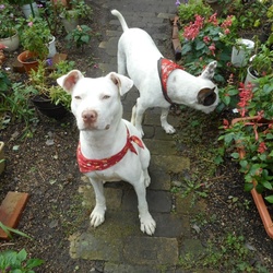 「キナコちゃん  里親になって１ヶ月経過」サムネイル2