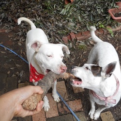 「キナコちゃん  里親になって１ヶ月経過」サムネイル3