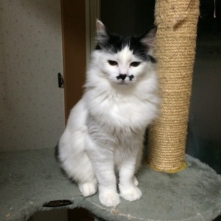 ふわふわ長毛Mixの女の子