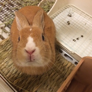 人懐こい男の子うさぎ里親さん募集
