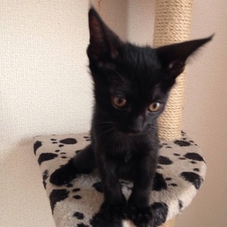 7月6日生まれの子猫たちです！