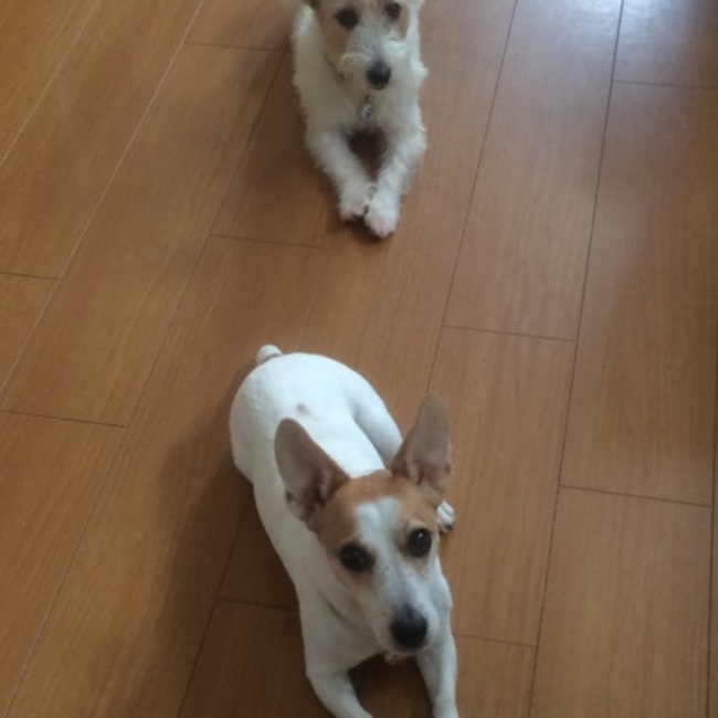 うさ姉のカバー写真