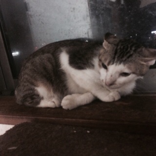 子猫ちゃんの里親募集です。