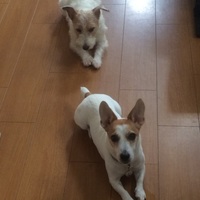 muse（ミューズ）