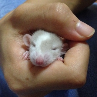 ファンシーラット